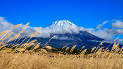 Background of Fuji mountain and blue sky with foreground of grass fields in japan