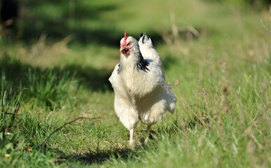 Gallina en la granja andando buscando comida