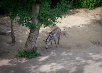 Zebra and the tree