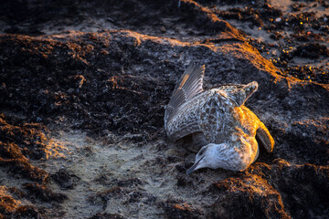 Dead seagull washed up on the sea shore at sunset. Dead sea bird laying on the sand at coastline....
