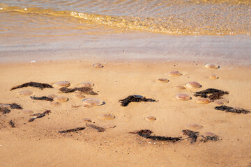 Dead jellyfish washed up on the beach. Dead medusa in the shallow water next to the shore. Nobody