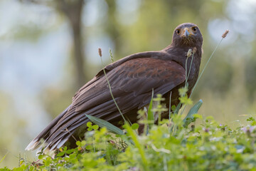 The Harris's hawk (Parabuteo unicinctus)