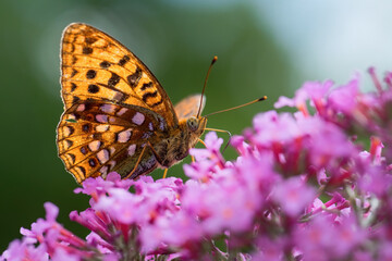 Obraz na płótnie Canvas High Brown Fritillary - Argynnis adippe, beautiful large colored butterfly from European meadows and grasslands, Vranov, Czech Republic.