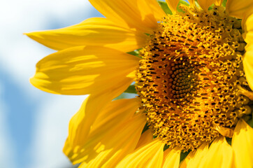 Naklejka premium Beautiful sunflower close up