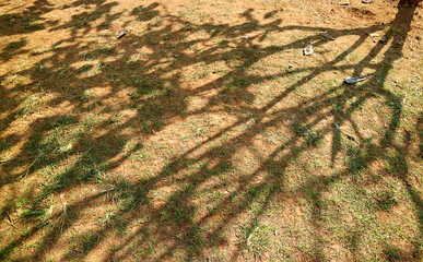 Shadow of the trees on dry grass field