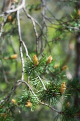 Naklejka na ściany i meble close up pine cones on evergreen tree branches