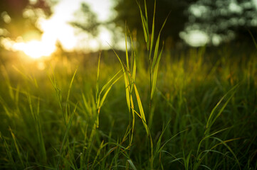 Gras im Sonnenlicht am Morgen