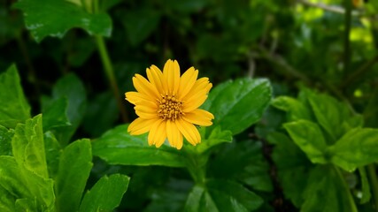 yellow flower on green background