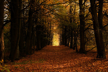 autumn in the forest