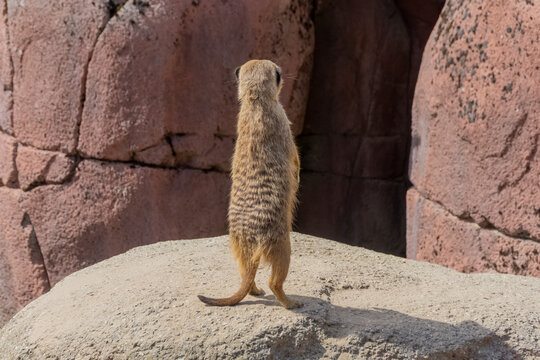 meerkat on guard
