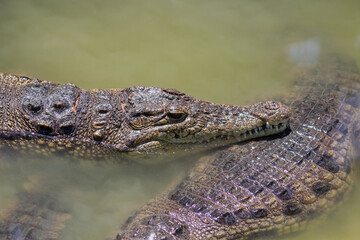 two heads of alligators close up in muddy green river