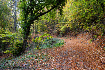 Autumn foliage