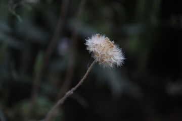dandelion seed head                  