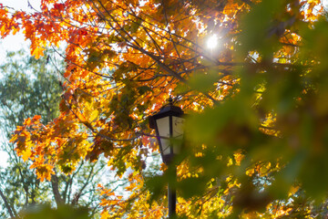autumn leaves around the street lamp, the sun shines through the foliage