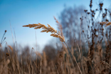 Fototapeta premium reed in the wind