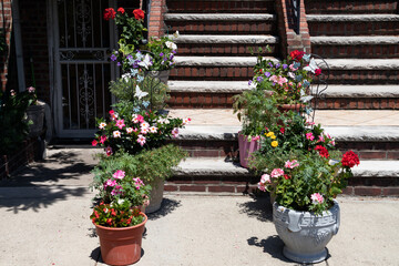 Colorful Flowers in Flower Pots on Stairs to a Home Entrance in Astoria Queens New York