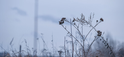 bird on a fence
