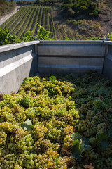 Fototapeta na wymiar Harvesting grapes for wine production, in the Patrimonio area of Corsica, France