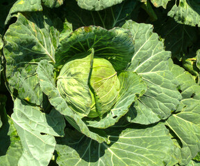 Green cabbage is a green leafy vegetable that is used to cook as a nutritional supplement for health benefits.