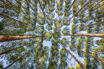 Eucalyptus plantation for wood Industry in Brazil's countryside. © Paulo Nabas