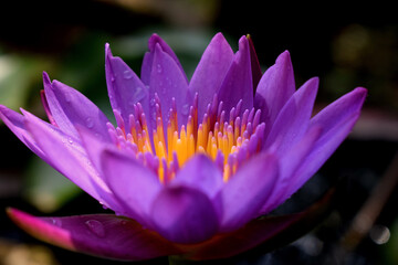 Early morning bloom of water lily