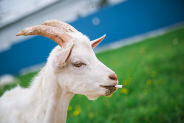 A white goat grazes in a meadow with a cigarette in its mouth.