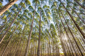 Eucalyptus plantation for wood Industry in Brazil's countryside.