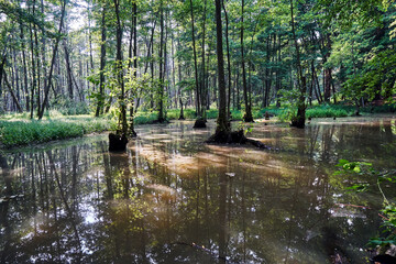 Deciduous trees growing in a marshy area in a forest