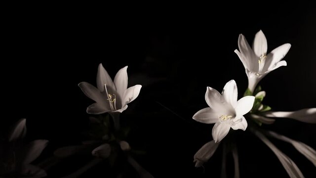 Beautiful white flowers on a black background nature 4k