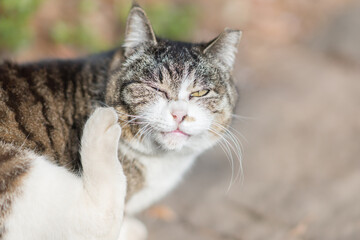 Fototapeta premium ねこ