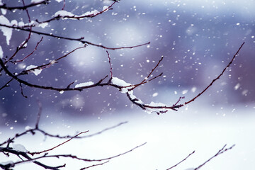 Winter background. Snow-covered tree branch in the winter forest