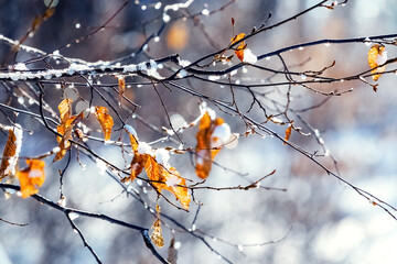 Snow-covered tree branch with dry leaves in sunny weather