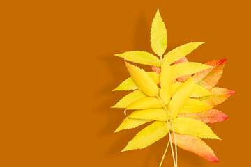Naklejka na ściany i meble Background image with autumn colored leaves