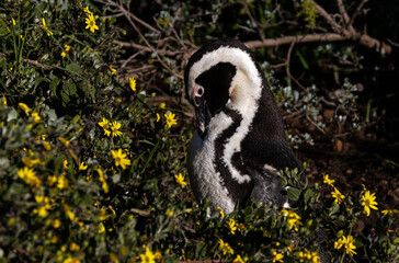 African Penguin in a bed of yellow flowers.