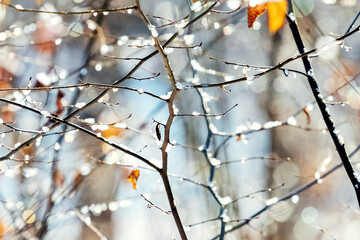 Snow-covered tree branch in sunny weather, winter background