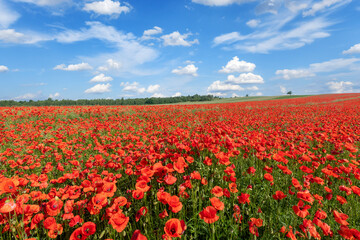 Beautiful summer day over poppy field