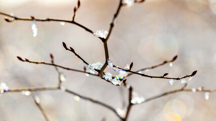 Ice covered tree branch in sunny weather