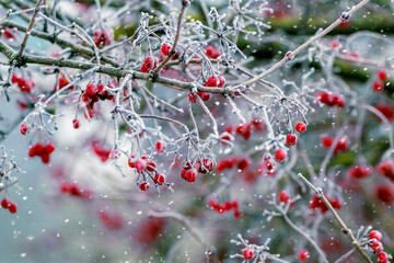 Viburnum bush with red berries in winter during a snowfall