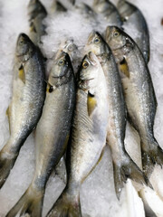 Obraz premium live fresh fish on the counter