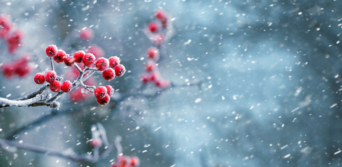 Red rowan berries on a blurred background during a snowfall, panorama