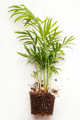 Transplanting indoor plants. Chamaedorea on a white background.