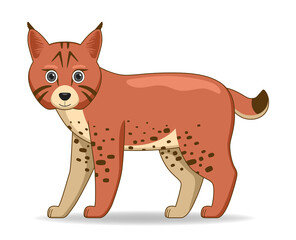 Bobcat animal standing on a white background