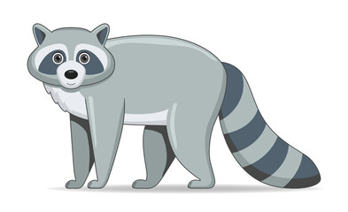 Raccoon animal standing on a white background