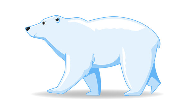 Polar bear animal standing on a white background