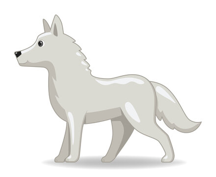Polar wolf animal standing on a white background