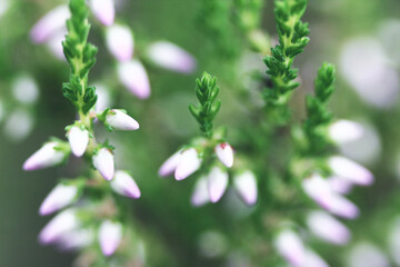 Summer flowers and Heath. Bell heather, Erica Calluna vulgaris blooms pink in the sunlight