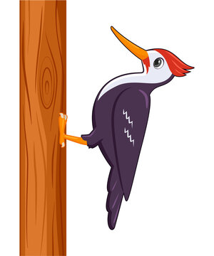 recommend clip art: Woodpecker bird on a white background