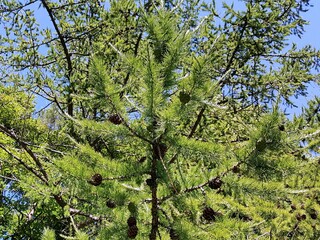 Close-up larch branch with fresh green needles and cones against the background of the summer blue sky.