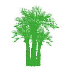 silhouette of isolated vector three palm trees