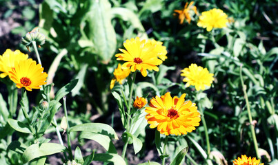 Blurred summer background with growing flowers calendula, marigold. Sunny day. Beautiful Floral Wallpaper